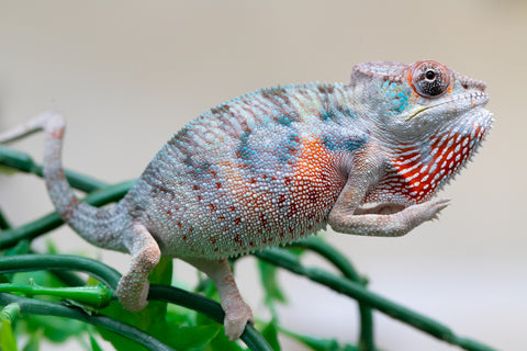 Holdbacks/Individuals: Premiere 50/50 Locale Cross offspring from "Marvin Gaye x "Biby" (AKA Bug) - Hatched August 2025 - Male #3