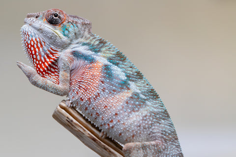 Holdbacks/Individuals: Premiere 50/50 Locale Cross offspring from "Marvin Gaye x "Biby" (AKA Bug) - Hatched August 2025 - Male #3