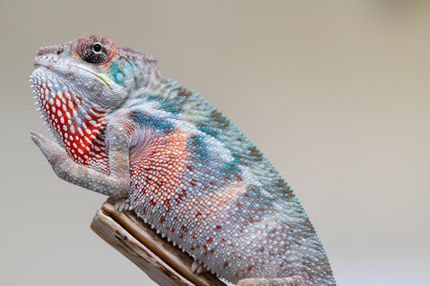 Holdbacks/Individuals: Premiere 50/50 Locale Cross offspring from "Marvin Gaye x "Biby" (AKA Bug) - Hatched August 2025 - Male #3