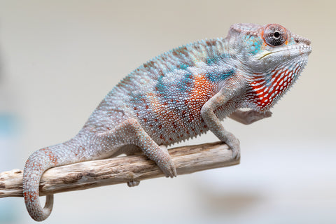 Holdbacks/Individuals: Premiere 50/50 Locale Cross offspring from "Marvin Gaye x "Biby" (AKA Bug) - Hatched August 2025 - Male #3