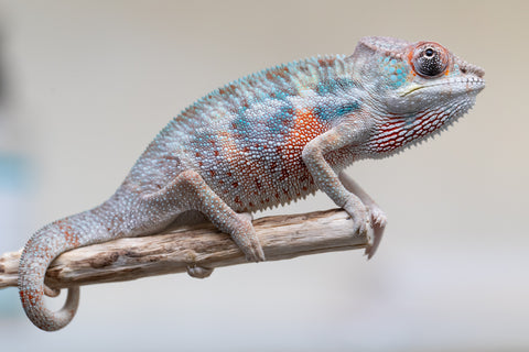 Holdbacks/Individuals: Premiere 50/50 Locale Cross offspring from "Marvin Gaye x "Biby" (AKA Bug) - Hatched August 2025 - Male #3