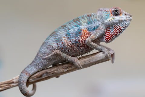 Holdbacks/Individuals: Premiere 50/50 Locale Cross offspring from "Marvin Gaye x "Biby" (AKA Bug) - Hatched August 2025 - Male #3