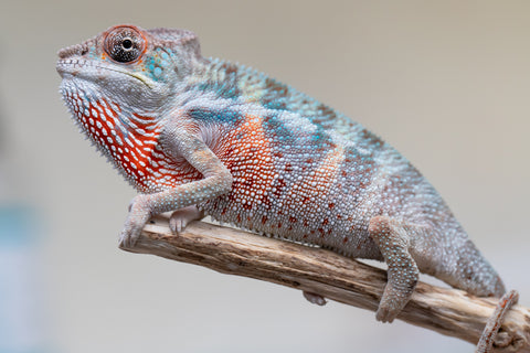 Holdbacks/Individuals: Premiere 50/50 Locale Cross offspring from "Marvin Gaye x "Biby" (AKA Bug) - Hatched August 2025 - Male #3