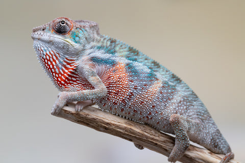 Holdbacks/Individuals: Premiere 50/50 Locale Cross offspring from "Marvin Gaye x "Biby" (AKA Bug) - Hatched August 2025 - Male #3