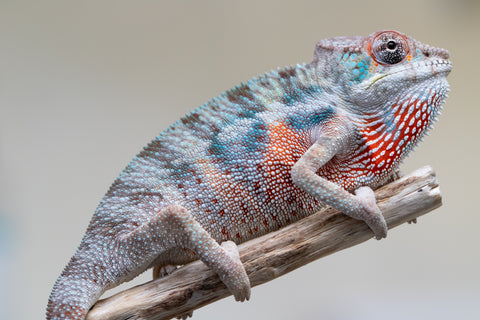 Holdbacks/Individuals: Premiere 50/50 Locale Cross offspring from "Marvin Gaye x "Biby" (AKA Bug) - Hatched August 2025 - Male #3