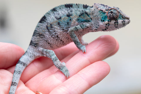 Holdbacks/Individuals: Premiere 50/50 Locale Cross offspring from "Marvin Gaye x "Biby" (AKA Bug) - Hatched August 2025 - Male #4