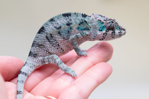 Holdbacks/Individuals: Premiere 50/50 Locale Cross offspring from "Marvin Gaye x "Biby" (AKA Bug) - Hatched August 2025 - Male #4