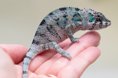 Holdbacks/Individuals: Premiere 50/50 Locale Cross offspring from "Marvin Gaye x "Biby" (AKA Bug) - Hatched August 2025 - Male #4