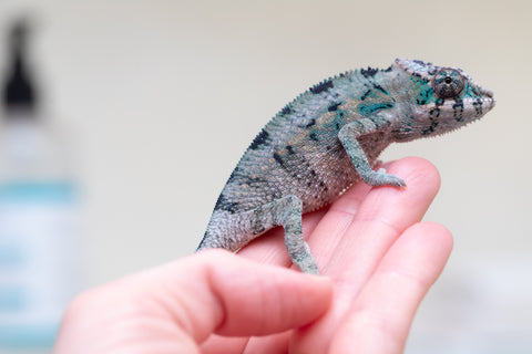 Holdbacks/Individuals: Premiere 50/50 Locale Cross offspring from "Marvin Gaye x "Biby" (AKA Bug) - Hatched August 2025 - Male #4