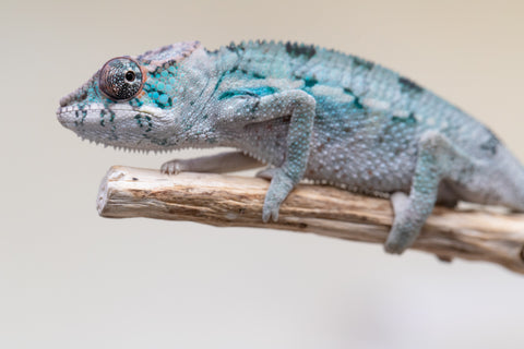 Holdbacks/Individuals: Premiere 50/50 Locale Cross offspring from "Marvin Gaye x "Biby" (AKA Bug) - Hatched August 2025 - Male #4