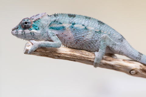 Holdbacks/Individuals: Premiere 50/50 Locale Cross offspring from "Marvin Gaye x "Biby" (AKA Bug) - Hatched August 2025 - Male #4