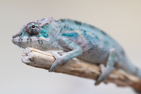 Holdbacks/Individuals: Premiere 50/50 Locale Cross offspring from "Marvin Gaye x "Biby" (AKA Bug) - Hatched August 2025 - Male #4