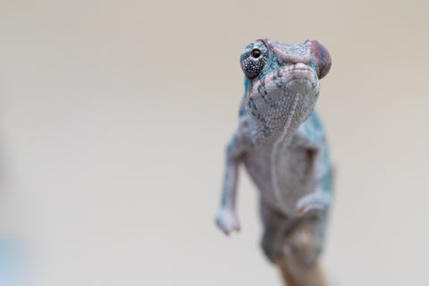 Holdbacks/Individuals: Premiere 50/50 Locale Cross offspring from "Marvin Gaye x "Biby" (AKA Bug) - Hatched August 2025 - Male #4