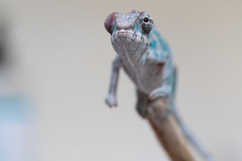 Holdbacks/Individuals: Premiere 50/50 Locale Cross offspring from "Marvin Gaye x "Biby" (AKA Bug) - Hatched August 2025 - Male #4