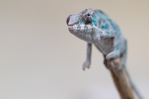 Holdbacks/Individuals: Premiere 50/50 Locale Cross offspring from "Marvin Gaye x "Biby" (AKA Bug) - Hatched August 2025 - Male #4