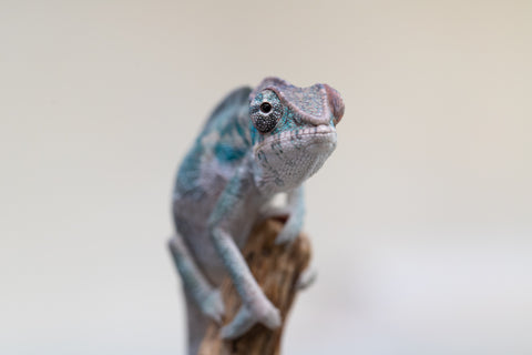 Holdbacks/Individuals: Premiere 50/50 Locale Cross offspring from "Marvin Gaye x "Biby" (AKA Bug) - Hatched August 2025 - Male #4