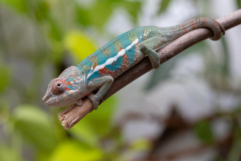 Ambanja From "Marvin Gaye" x "Chizuru Yoshida" - Hatched Feb 2026 - Male #1