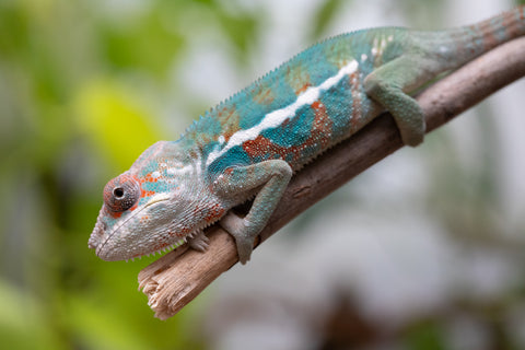 Ambanja From "Marvin Gaye" x "Chizuru Yoshida" - Hatched Feb 2026 - Male #1