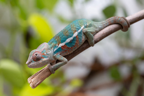 Ambanja From "Marvin Gaye" x "Chizuru Yoshida" - Hatched Feb 2026 - Male #1