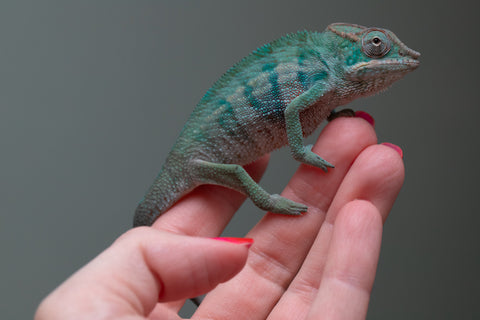 Ambanja From "Marvin Gaye" x "Chizuru Yoshida" - Hatched Feb 2026 - Male #2