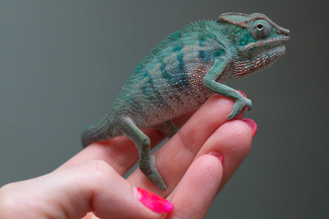 Ambanja From "Marvin Gaye" x "Chizuru Yoshida" - Hatched Feb 2026 - Male #2