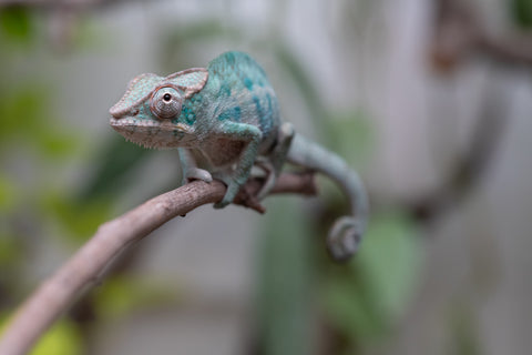 Ambanja From "Marvin Gaye" x "Chizuru Yoshida" - Hatched Feb 2026 - Male #2