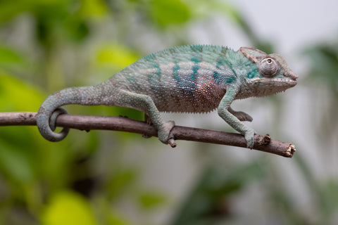 Ambanja From "Marvin Gaye" x "Chizuru Yoshida" - Hatched Feb 2026 - Male #2