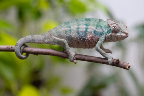 Ambanja From "Marvin Gaye" x "Chizuru Yoshida" - Hatched Feb 2026 - Male #2
