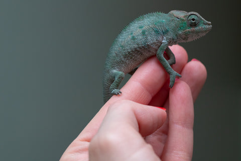 Ambanja From "Marvin Gaye" x "Chizuru Yoshida" - Hatched Feb 2026 - Male #3