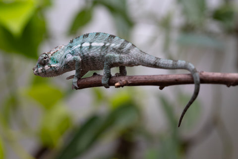 Ambanja From "Marvin Gaye" x "Chizuru Yoshida" - Hatched Feb 2026 - Male #3