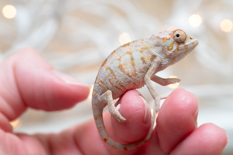 Holdbacks/Individuals: Ambanja Offspring from "Marvin Gaye" x "The Roxy" - Hatched Dec 2025 - Female #1