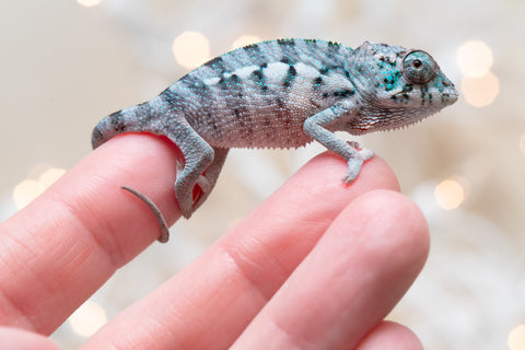 Holdbacks/Individuals: Ambanja Offspring from "Marvin Gaye" x "The Roxy" - Hatched Dec 2025 - Male #1