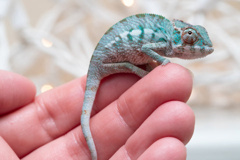 Holdbacks/Individuals: Ambanja Offspring from "Marvin Gaye" x "The Roxy" - Hatched Dec 2025 - Male #2