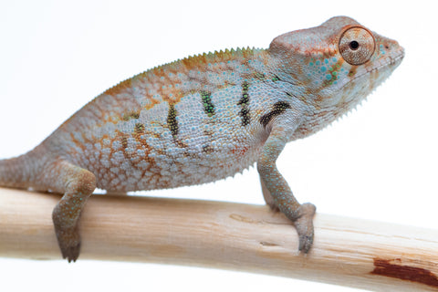 Holdbacks/Individuals: Ambanja offspring from "Meet Me at Midnight" x "Chika Fujiwara" - Hatched Sept/Oct 2024 - Female #1