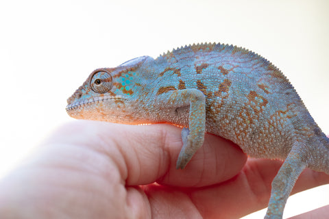 Holdbacks/Individuals: Ambanja offspring from "Meet Me at Midnight" x "Chika Fujiwara" - Hatched Sept/Oct 2024 - Female #3