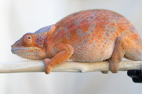 Holdbacks/Individuals: RTB Ambanja offspring from "Meet Me at Midnight" x "Chika Fujiwara" - Hatched Sept/Oct 2024 - Female #6
