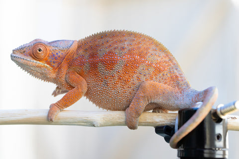 Holdbacks/Individuals: RTB Ambanja offspring from "Meet Me at Midnight" x "Chika Fujiwara" - Hatched Sept/Oct 2024 - Female #6