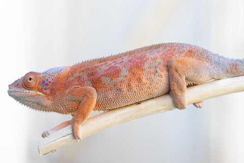 Holdbacks/Individuals: RTB Ambanja offspring from "Meet Me at Midnight" x "Chika Fujiwara" - Hatched Sept/Oct 2024 - Female #6