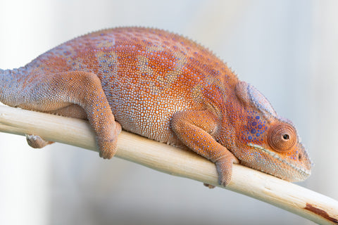 Holdbacks/Individuals: RTB Ambanja offspring from "Meet Me at Midnight" x "Chika Fujiwara" - Hatched Sept/Oct 2024 - Female #6