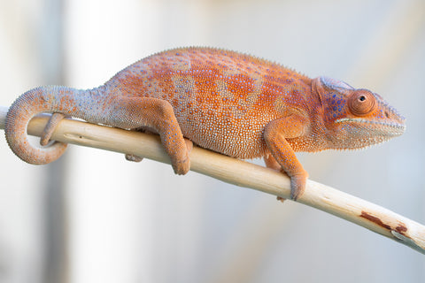 Holdbacks/Individuals: RTB Ambanja offspring from "Meet Me at Midnight" x "Chika Fujiwara" - Hatched Sept/Oct 2024 - Female #6