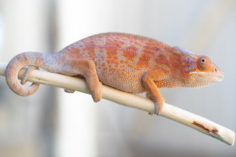 Holdbacks/Individuals: RTB Ambanja offspring from "Meet Me at Midnight" x "Chika Fujiwara" - Hatched Sept/Oct 2024 - Female #6