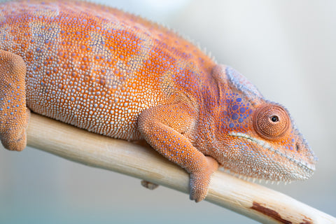 Holdbacks/Individuals: RTB Ambanja offspring from "Meet Me at Midnight" x "Chika Fujiwara" - Hatched Sept/Oct 2024 - Female #6