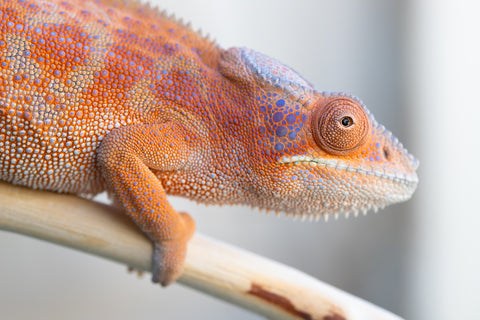 Holdbacks/Individuals: RTB Ambanja offspring from "Meet Me at Midnight" x "Chika Fujiwara" - Hatched Sept/Oct 2024 - Female #6