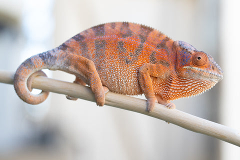 Holdbacks/Individuals: RTB Ambanja offspring from "Meet Me at Midnight" x "Chika Fujiwara" - Hatched Sept/Oct 2024 - Female #6