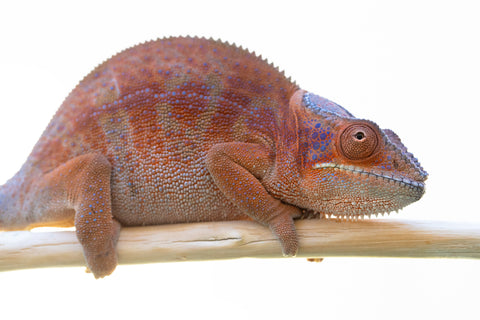 Holdbacks/Individuals: RTB Ambanja offspring from "Meet Me at Midnight" x "Chika Fujiwara" - Hatched Sept/Oct 2024 - Female #6