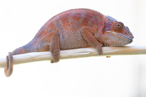 Holdbacks/Individuals: RTB Ambanja offspring from "Meet Me at Midnight" x "Chika Fujiwara" - Hatched Sept/Oct 2024 - Female #6