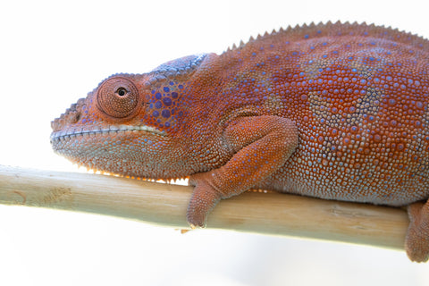 Holdbacks/Individuals: RTB Ambanja offspring from "Meet Me at Midnight" x "Chika Fujiwara" - Hatched Sept/Oct 2024 - Female #6