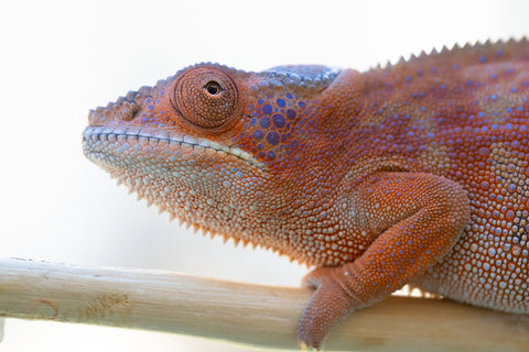 Holdbacks/Individuals: RTB Ambanja offspring from "Meet Me at Midnight" x "Chika Fujiwara" - Hatched Sept/Oct 2024 - Female #6