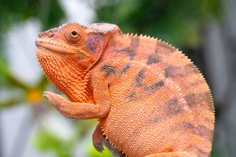 Holdbacks/Individuals: RTB Ambanja offspring from "Meet Me at Midnight" x "Chika Fujiwara" - Hatched Sept/Oct 2024 - Female #6