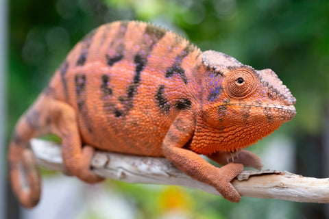 Holdbacks/Individuals: RTB Ambanja offspring from "Meet Me at Midnight" x "Chika Fujiwara" - Hatched Sept/Oct 2024 - Female #6